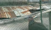 我和斑鸠的故事_600字