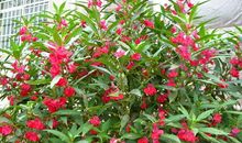 我的凤仙花_500字