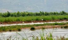 游湿地公园_550字