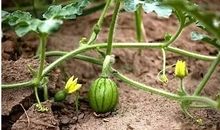 上天的西瓜藤_400字