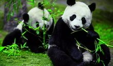 我想变成一头大熊猫_300字