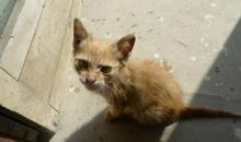 小虎成长记（续十九）_550字