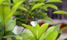 春天的希望_700字