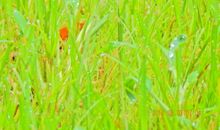 夏日的早晨_500字