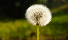 凋零的希望_1500字