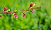 在这个不同寻常的春天_1500字