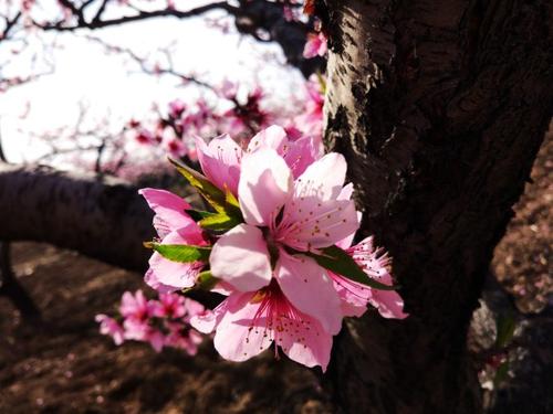 我是桃花。 _500字