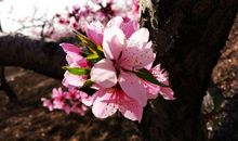 我与桃花的不解之缘_500字