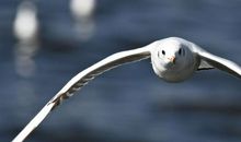 梦想有多远_300字