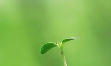 春天，美好的开始_300字