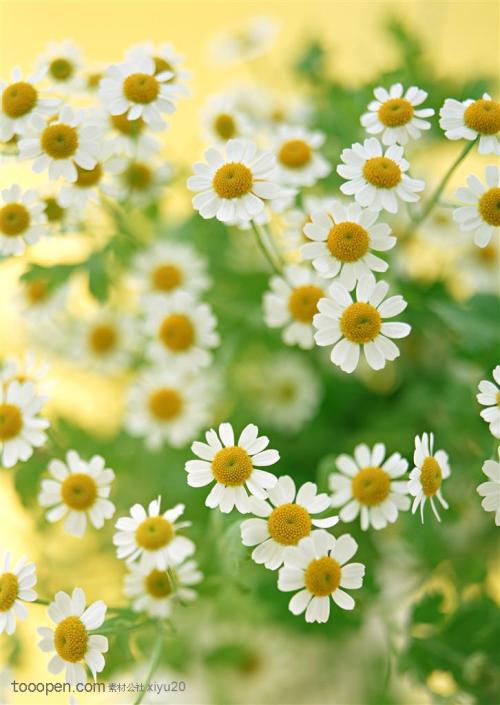 二年级组成：野生菊花在我的阳台上_450字