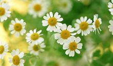 二年级作文：我家阳台上的野菊花_450字