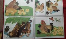 离群的小鸡_600字