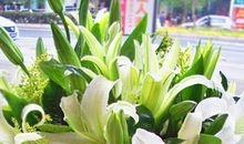 心中的百合_450字