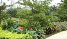 学校的花坛_550字