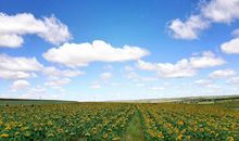 蓝天，白天_350字