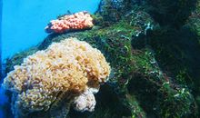 奇妙的海底世界_650字