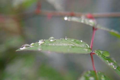雨的声音掉了_600字