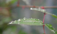 雨点落下的声音_600字