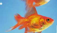 可爱的金鱼_800字