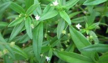 小草的可贵之处_400字