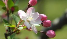 寻找春天的足迹_800字