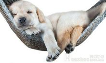 被狗咬的感觉_550字