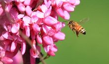 春天的发现_200字