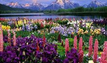 花开的价值_450字