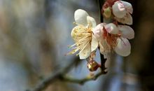 腊梅的风采（1）_250字