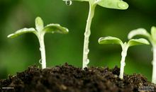 30年后的一个早晨_800字