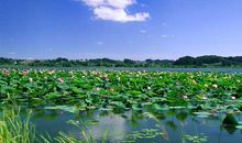 微山湖一日游_600字