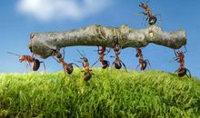 “大力士” ——蚂蚁_350字