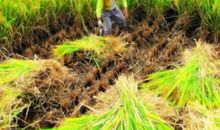 秋天的田野_550字