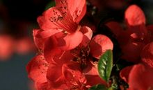 一株海棠花_450字