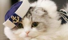 卡罗尔的小猫_350字