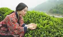 采茶的乐趣_550字