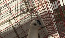 一只鸽子的自述_200字