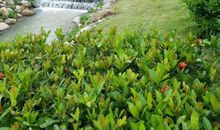 聆听六一的声音_400字