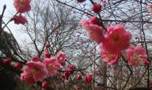 游植物园赏梅_400字