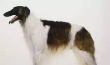 牧羊犬的故事_300字