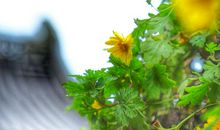 半床落月蛩声病，万里寒云雁阵迟。