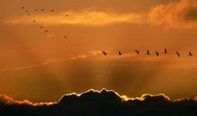 东风力，快将云雁高送。