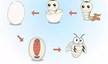 蚕宝宝的一生_400字