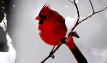 朔风万里入衣多，嘹呖寒空一雁过。