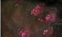 风递幽香出，禽窥素艳来。