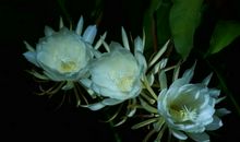 一分钟的美_800字