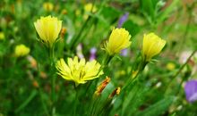 愿景，醉梦颜_750字