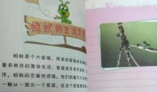 我给蚂蚁记日记_800字