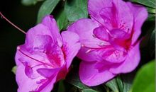 花儿的春天_600字